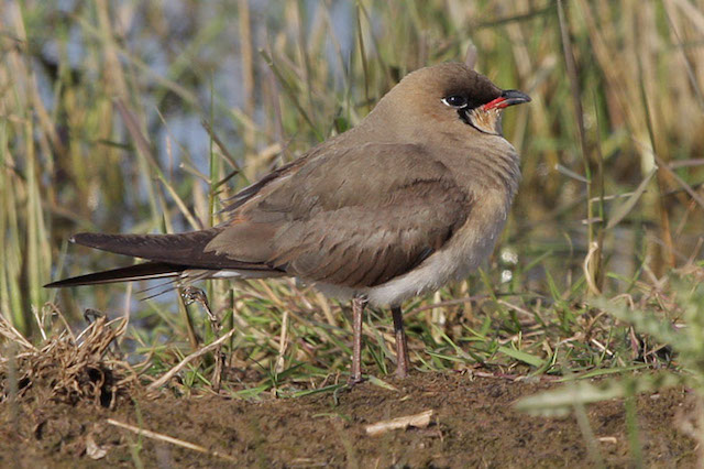 Or Pratincole NS1