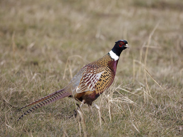 PheasantGPC1