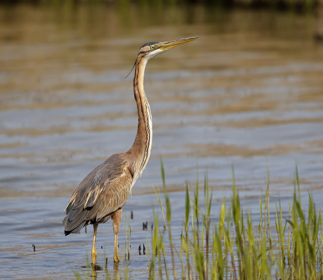 PurpleHeron GPC1