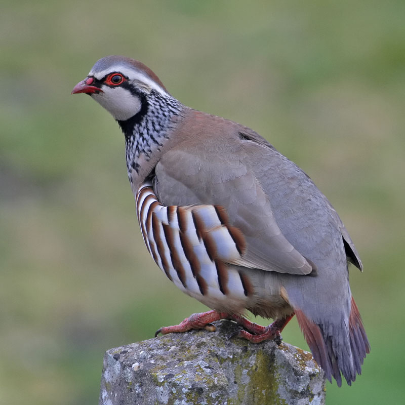 red legged partridge