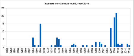 RoseateTern Histo1