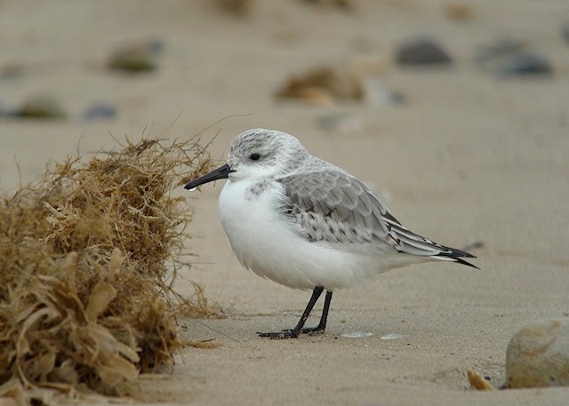 Sanderling PN1