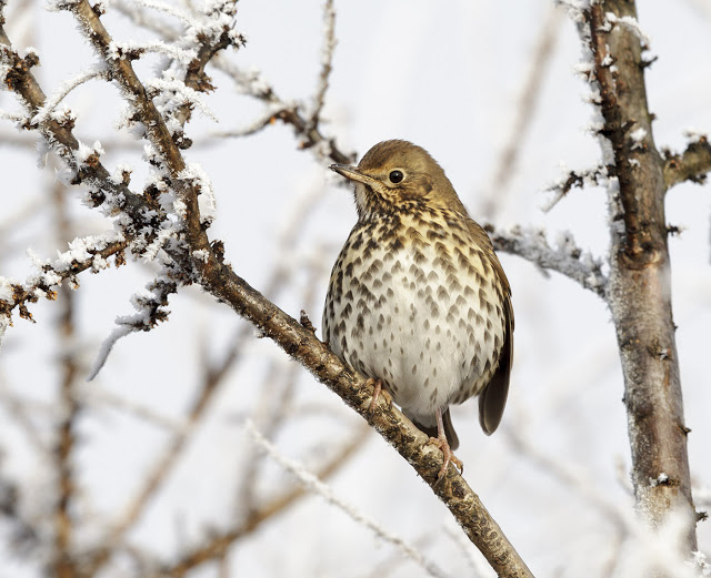 SongThrush GPC1