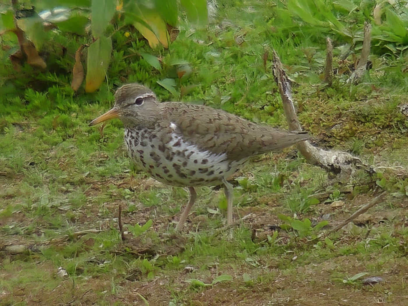 SpottedSand 170611 WhisbyNP RHayes topaz denoise enhance