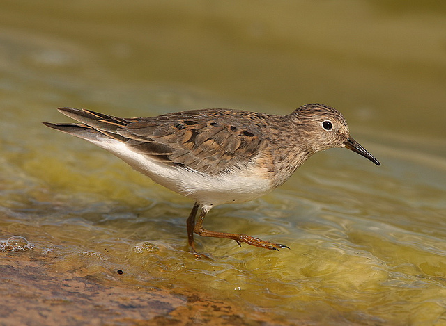 TemmincksStint DE1