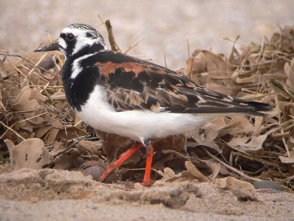 Turnstone RH1