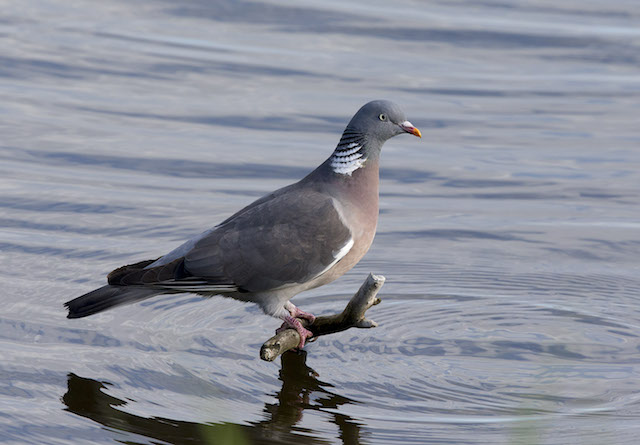 WoodPigeon GPC1