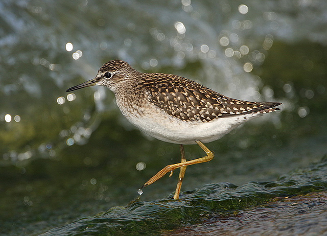 WoodSand DE1