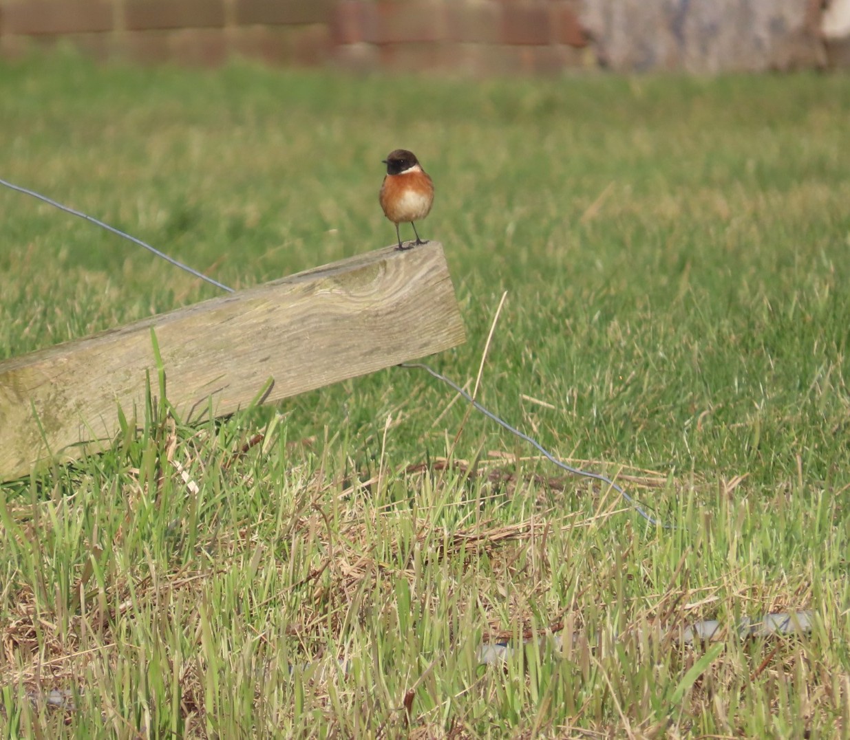 stonechat